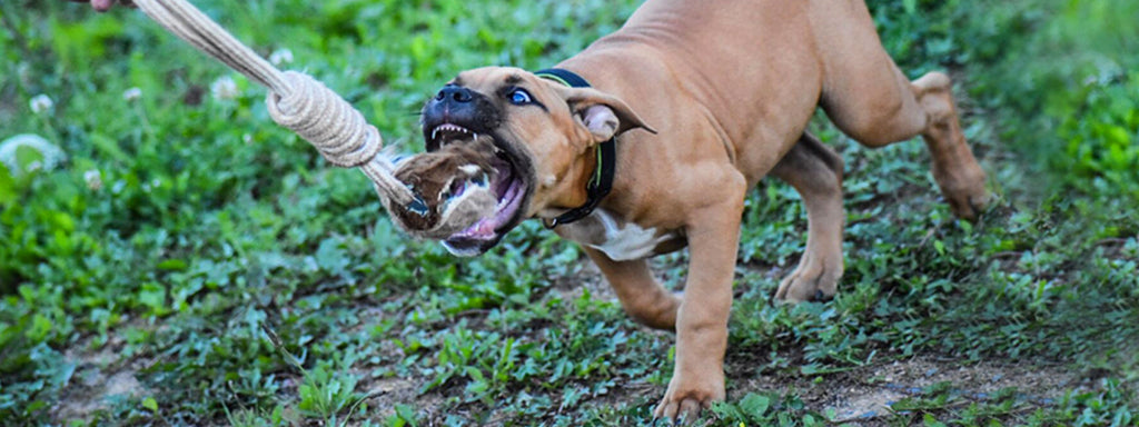 Top 5 Aggressive Puppy Warning Signs