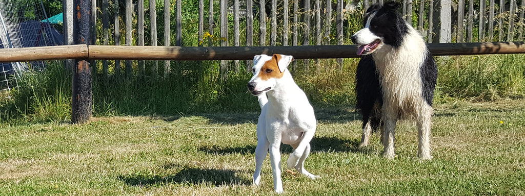Top 10 Dog Breeds Great for Long Walks