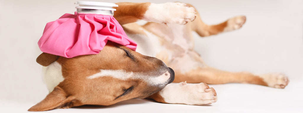 Diabetic Emergencies in Dogs: What to Do – Actijoy™