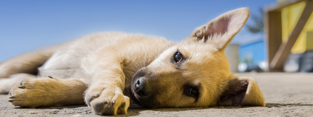 5 Most Common Injuries in Dogs