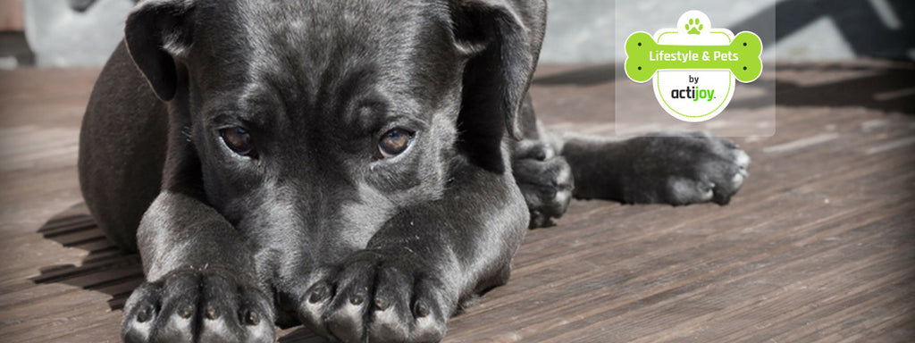 Dog Behavior – Bad Habits: Chewing on Furniture