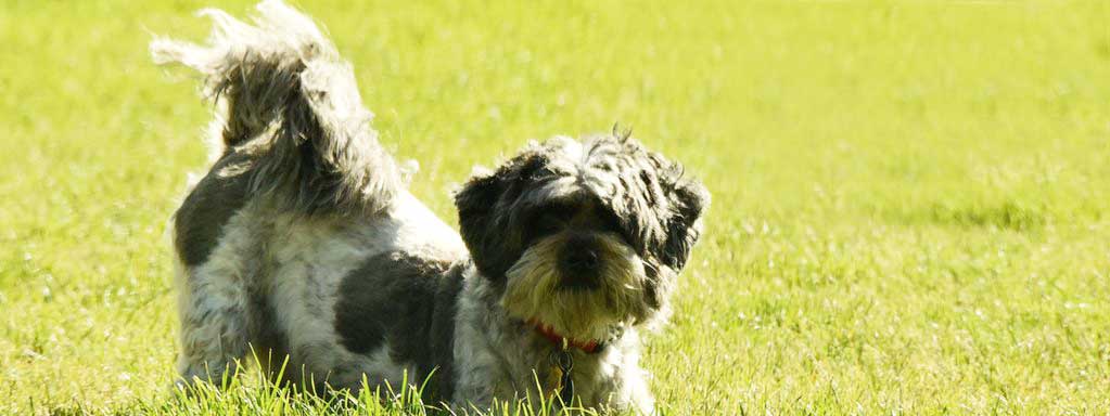 Brain Games for Dogs: Part 3
