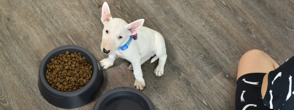 Nutrition Plan: A Better Diet for You and Your Dog