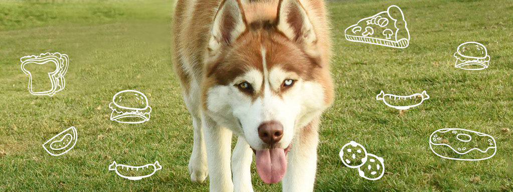 DIY Dog Food Recipes