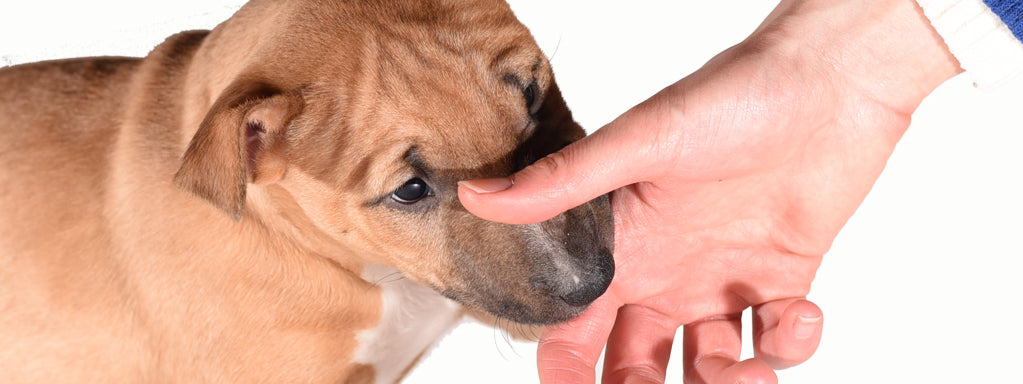 Puppy Mouthing and Biting