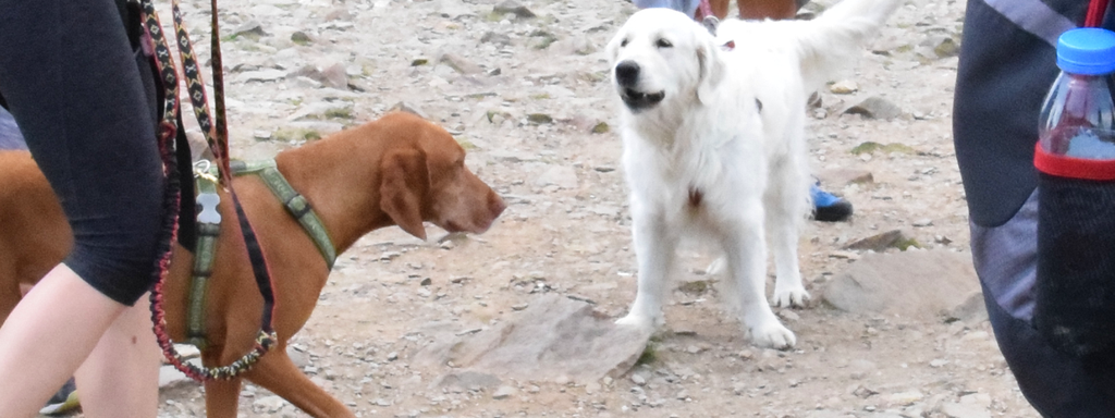 10 Best Dog Breeds for Hiking Actijoy