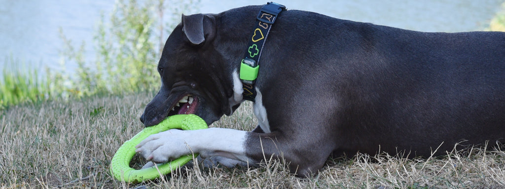 5 Signs Your Dog Has a Tooth Infection and What To Do About It