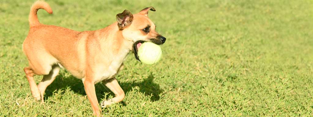 Brain Games for Dogs: Part 4