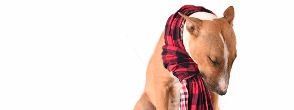 How To Calm a Dog When Going to the Vet