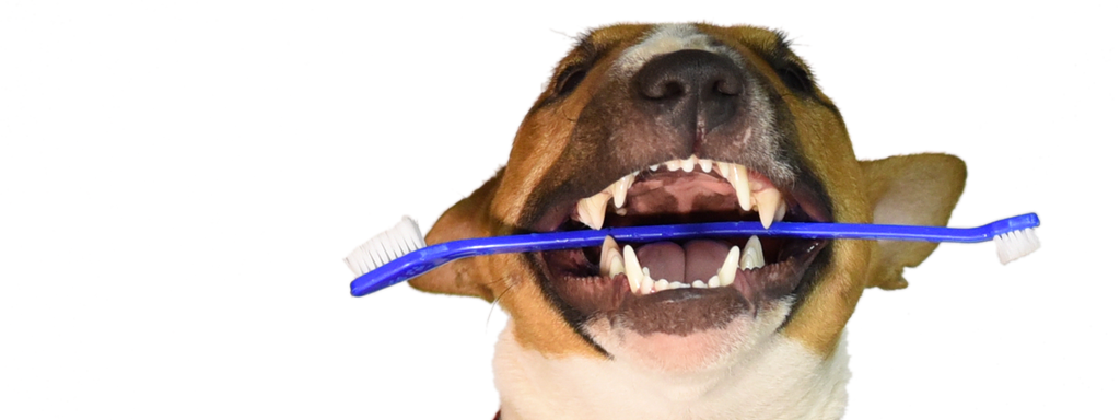 How to Prevent Tooth Abscess and Other Dangerous Dental Problems