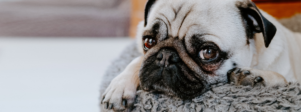 Help! I’m Asleep but My Dog Is Awake: What to Do When Your Dog Has Insomnia