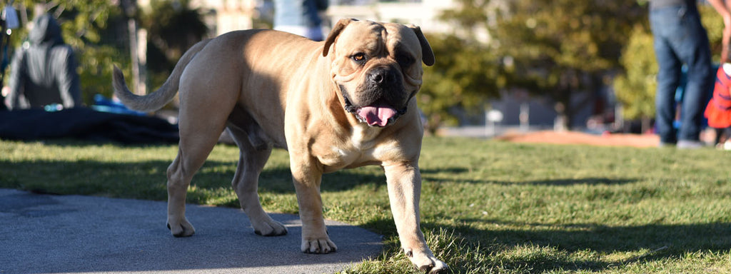 10 Best Dog Breeds for First-Time Dog Owners