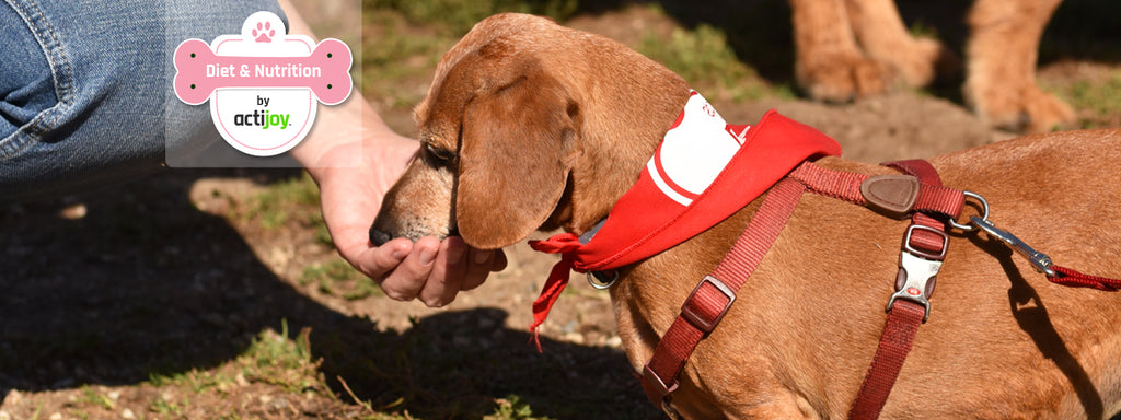 5 Tips for Overcoming Picky Eating in Dogs