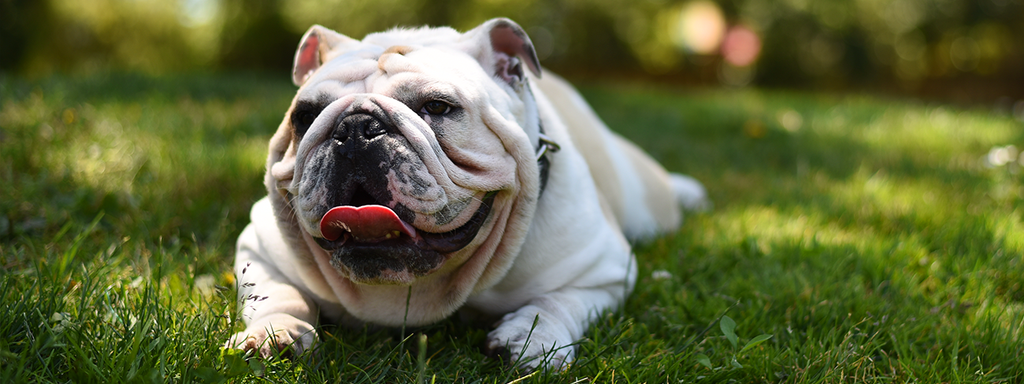10 Dog Breeds Most Likely to Be Obese