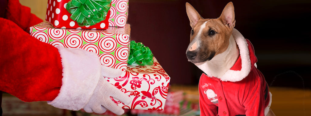 What Is the Perfect Holiday Gift for a Dog?