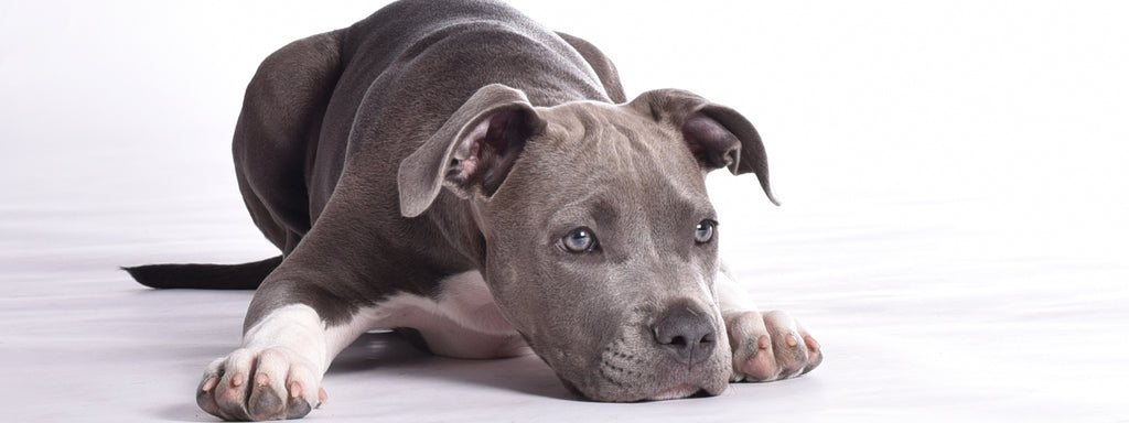 5 Ways to Prevent Boredom in Dogs
