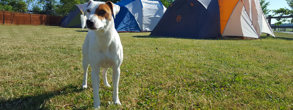 Top Breeds Most Likely to Stray