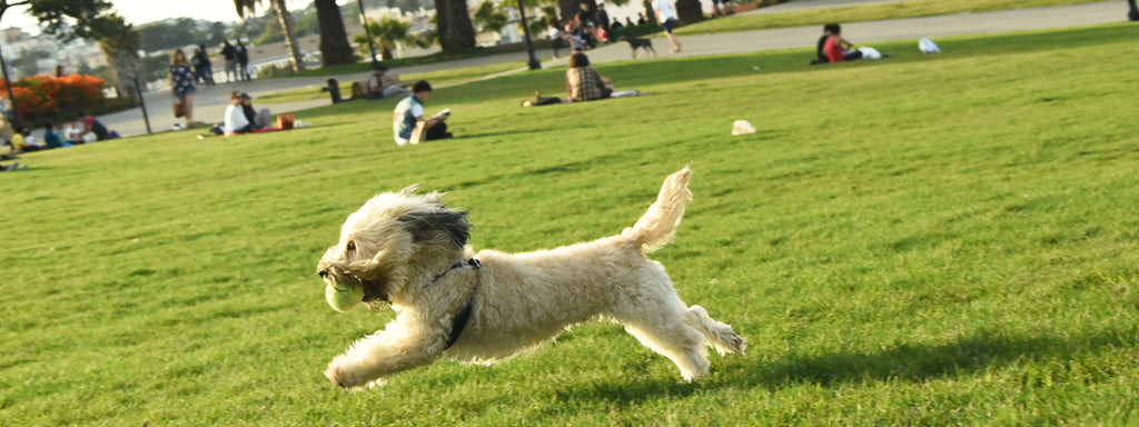 Top 5 Dog-Friendliest Cities in the US and Why