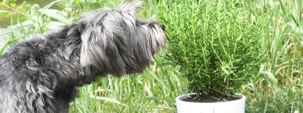 Herbs that are Safe for Dogs
