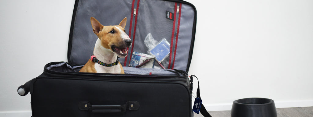 10 Hacks for Traveling with Dogs