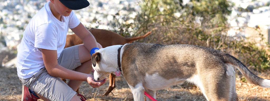 5 Tips for Teaching Kids that Caring for Pets is Fun