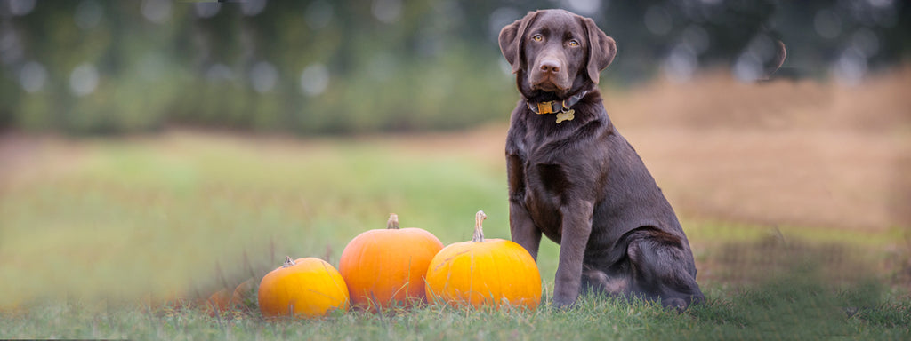 5 Tips for Keeping Your Dog Safe on Halloween