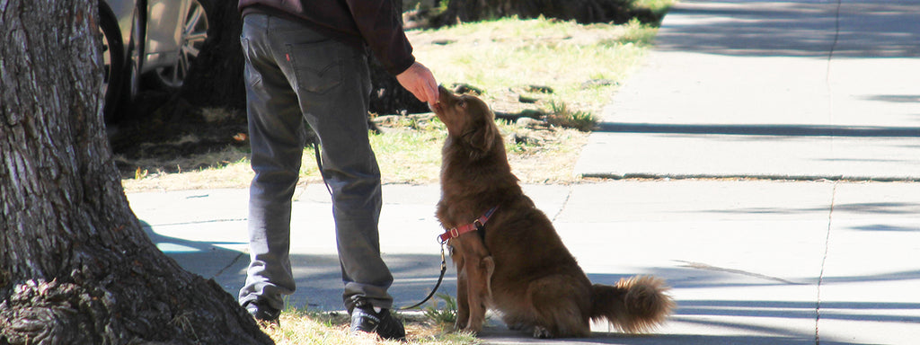 Dog Training Techniques to Avoid