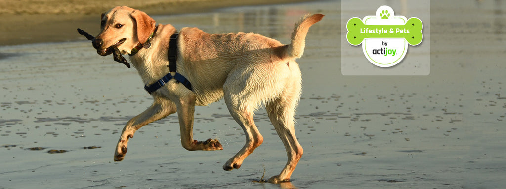 Top dog parks in San Francisco and Bay Area: Part 2