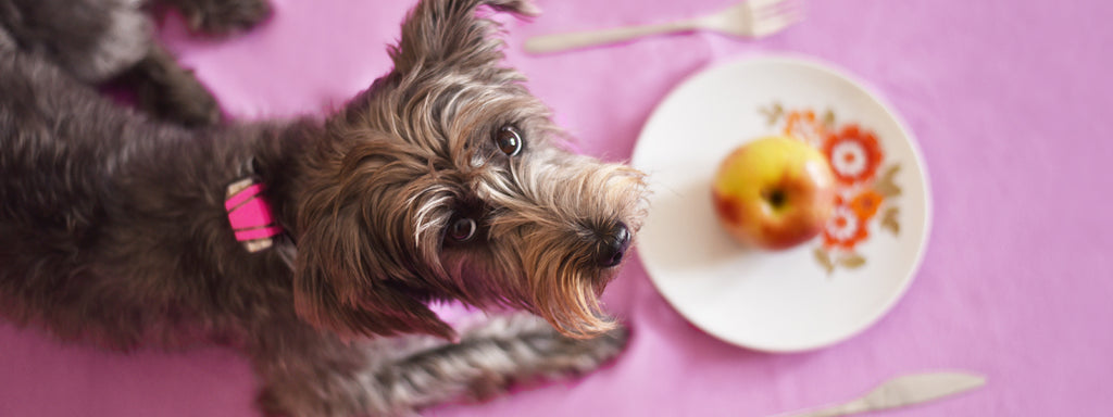 5 Superfoods Good for Dogs