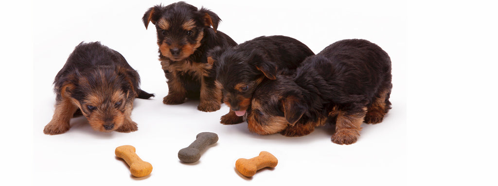 DIY Dog Treats for a Happy Dog