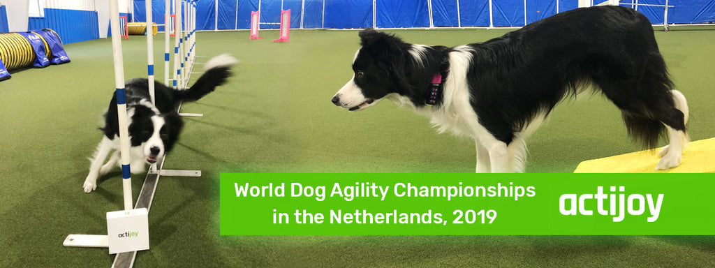 Fargo Is Back From the World Dog Agility Championships!