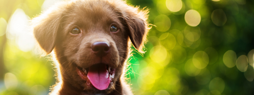 Finding the Right Balance: How Many Training Treats a Day for Your Puppy?