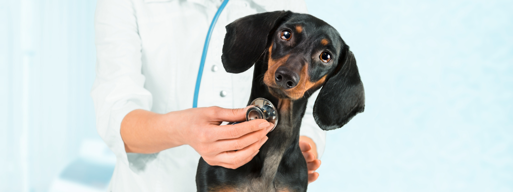 Innovative Technology in Pet Healthcare: Revolutionizing the Way We Care for Our Pets