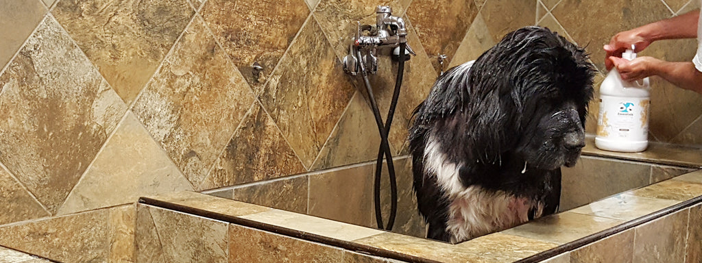 How Often Should You Bathe a Dog