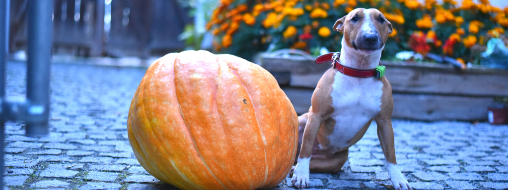 How to Keep Your Pup Calm & Happy on Halloween Night