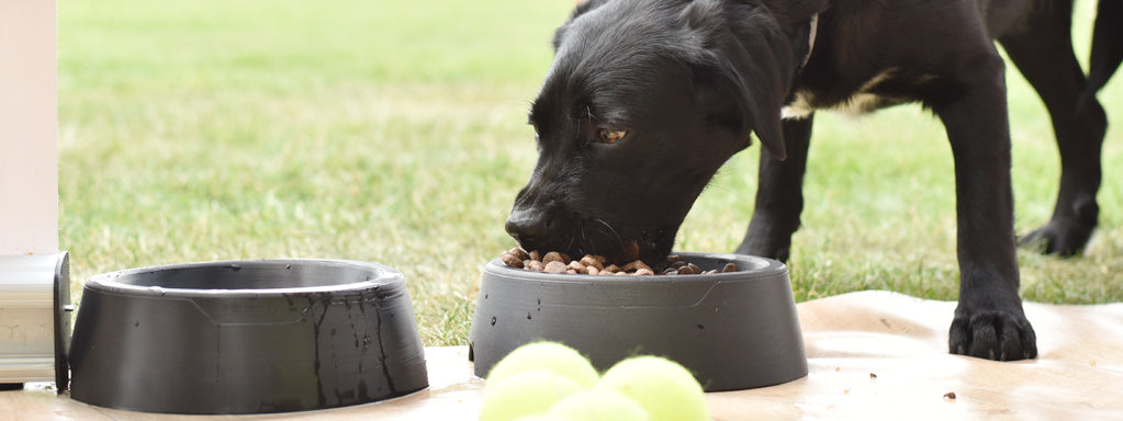 Is Overfeeding a Dog Considered Animal Abuse?