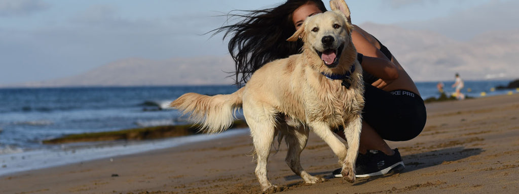 10 Best Dog Breeds that are Good Off-Leash
