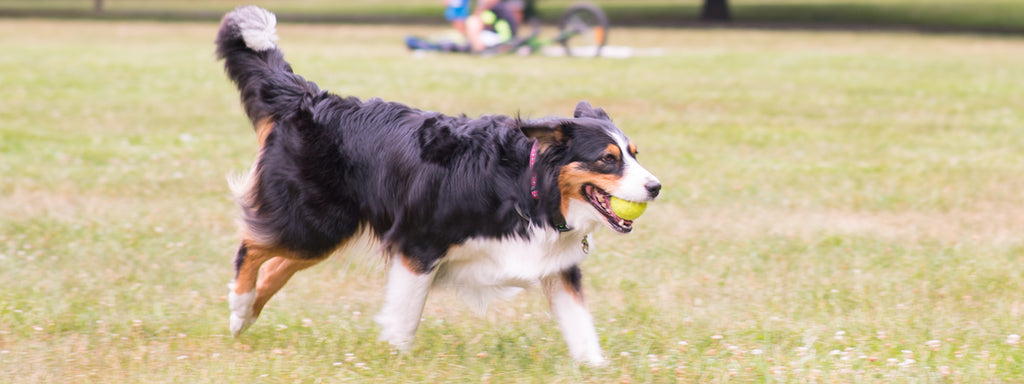 5 High Energy Dog Breeds for Runners