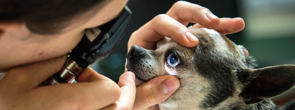 5 Ways to Reduce Veterinary Costs for Your Dog