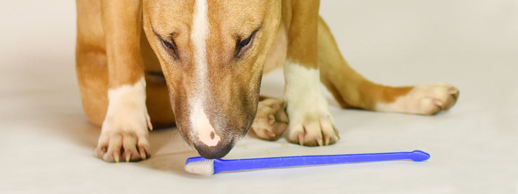 5 reasons you should start brushing your dog’s teeth right now
