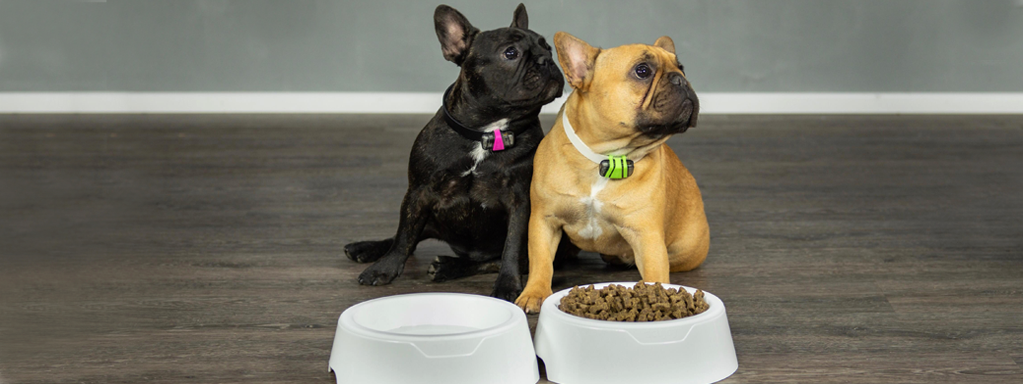Common Causes of Weight Loss in Dogs
