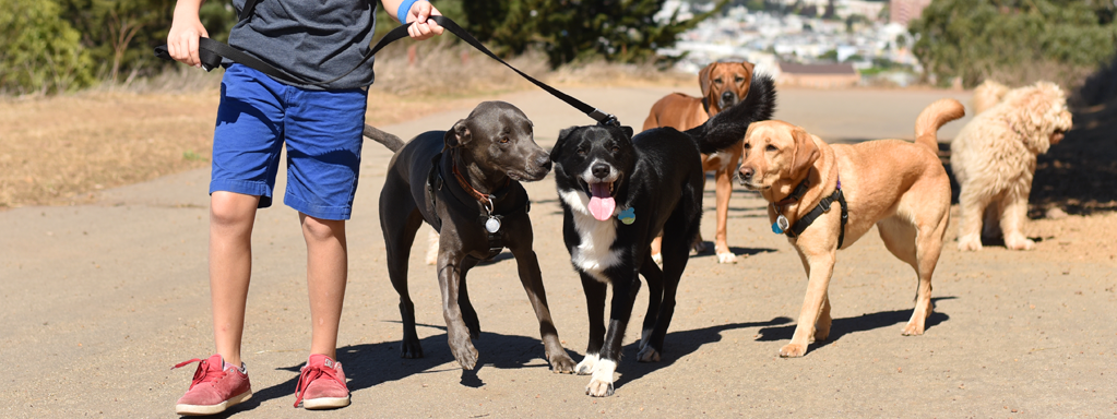 Hiring a Dog Walker:  Are You Getting What You Paid For?