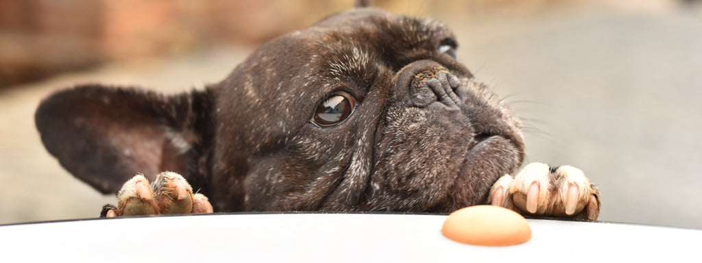 How Many Dog Treats Can You Feed in a Day?