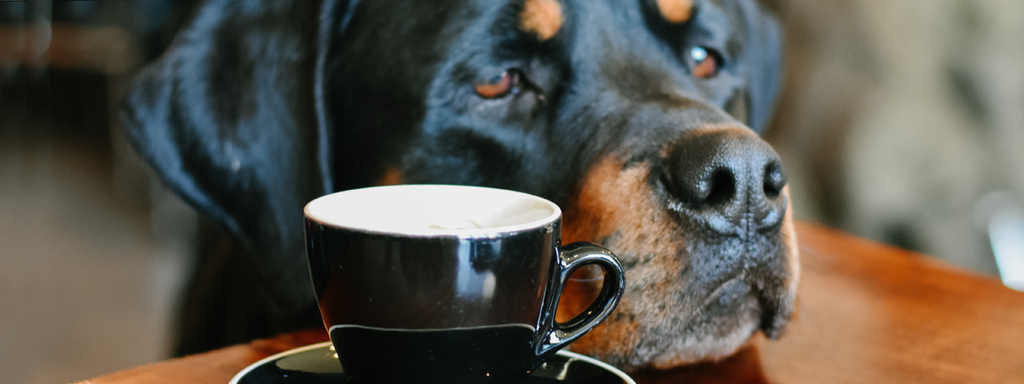Coffee: How Good or Bad Is It for Your Dog?