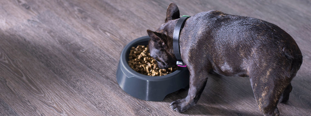 How Do I Get My Dog to Lose Some Weight?