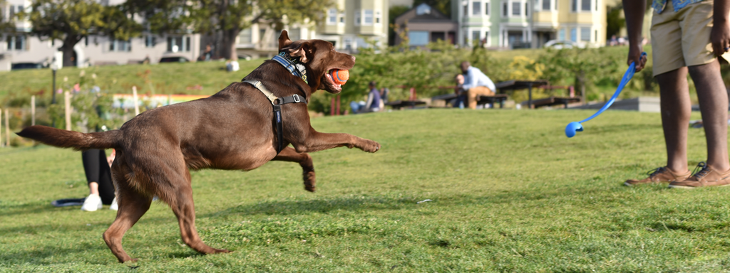 Tips to Add Exercise with Your Dog to a Busy Schedule