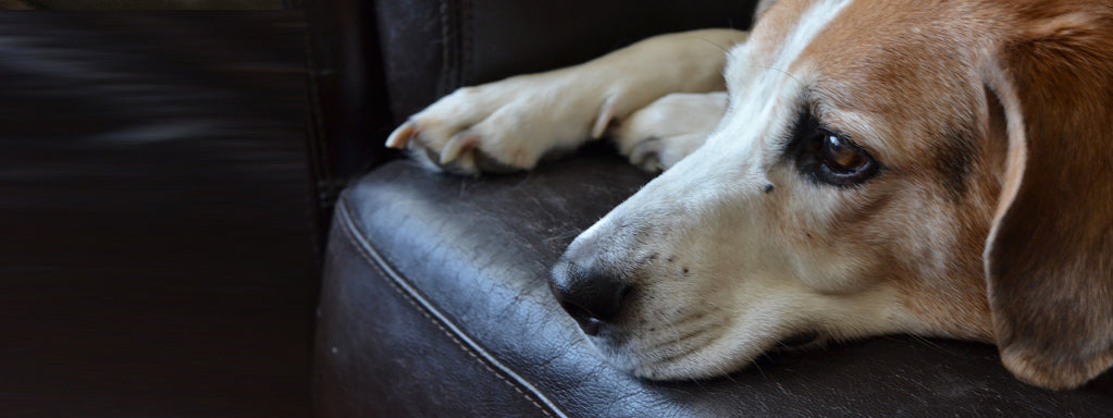 5 Tips for Helping your Dog Cope with your Absence