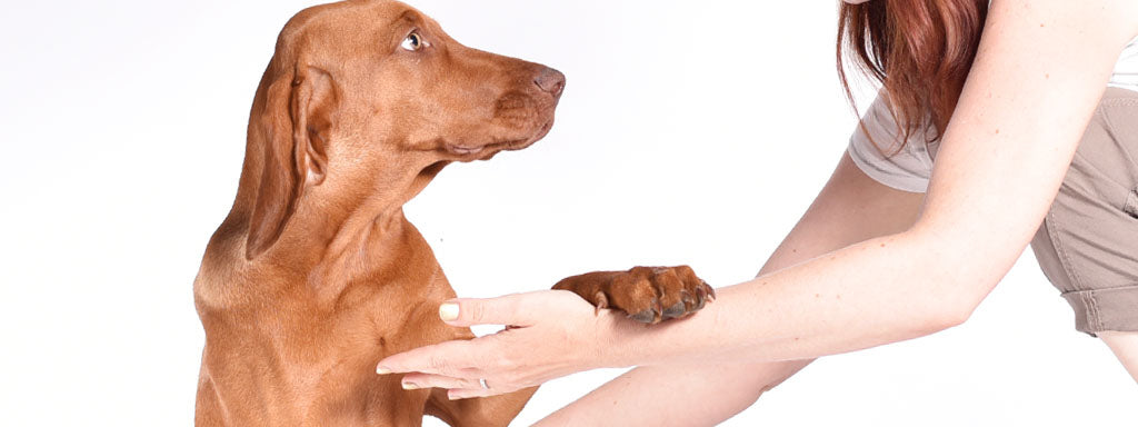 Training Tips for Strengthening Your Relationship with Your Dog