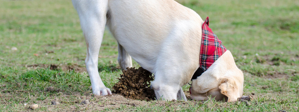 Dog Behavior – Bad Habits: Digging Holes