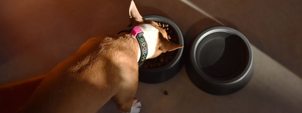 How To Track Your Dog’s Calorie Intake